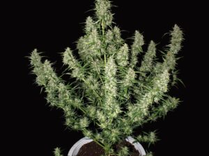 Magnum Auto x3+1 Buddha Seeds