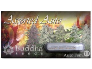 BUDDHA ASSORTED AUTO 10 Uds.