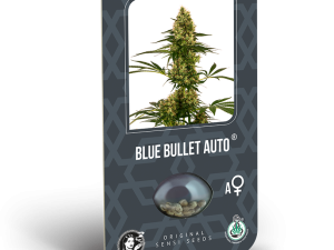 Blue Bullet AUTO 3Uds. SENSI SEEDS