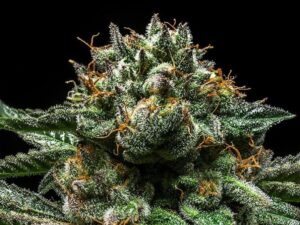 CHEMPIE  FEMINIZADAS 3 Uds. RIPPER SEEDS