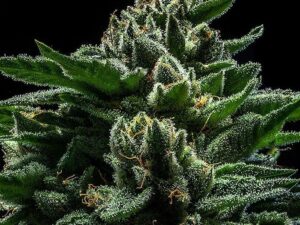 DO-G FEMINIZADAS 3 Uds. RIPPER SEEDS