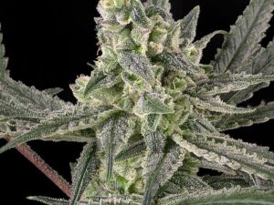 Old School Fem 3 Uds. – Ripper Seeds