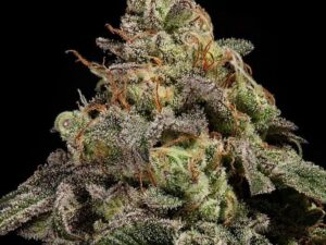 OMG Fem X3 – Ripper Seeds