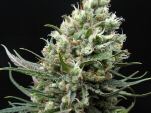 RIPPER HAZE FEMINIZAS 3 Uds. RIPPER SEEDS