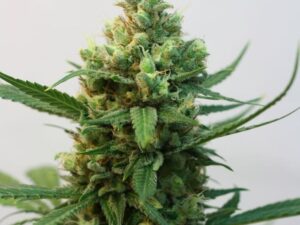 TOXIC FEMINIZADAS 3 Uds.  RIPPER SEEDS