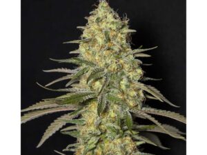 Black Dream Fem X3+1 – Eva Seeds