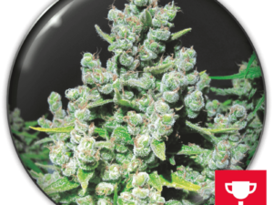 Malakoff Fem X3+2 – Medical Seeds