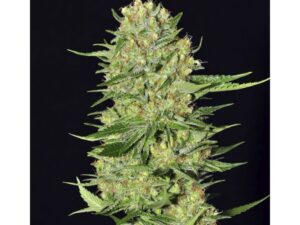 Veneno X3+1 Fem – Eva Seeds