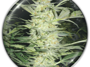 WHITE WIDOW FEM X3+2 MEDICAL SEEDS