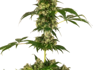 Cobalt Haze 3Uds. Sensi Seeds