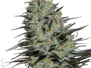 Morpheus Fem 3Uds. Buddha Seeds