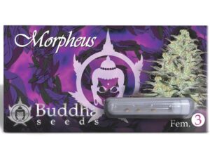 Morpheus Fem 3Uds. Buddha Seeds