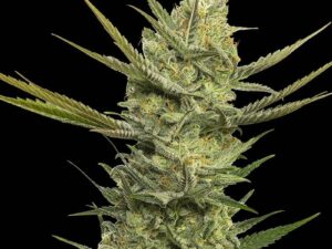 Gipsy Haze Fem X3+1 – Eva Seeds