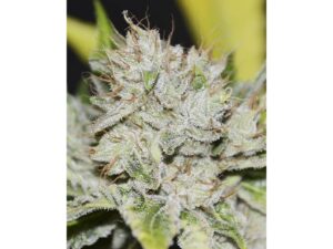 Gorilla Candy FEM X3+1 – Eva Seeds
