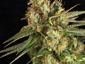 Lemon King Fem X3+1 – Eva Seeds