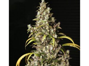 Monster Fem X3+1 – Eva Seeds