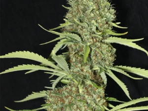 Jamaican Dream Fem X3+1 – Eva Seeds