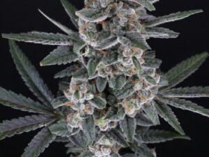 Tri-Whip Kush 3+1 Auto – Pure Instinto