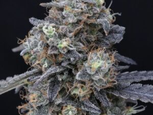 Minty Grape Kush 3+1 Fem – Pure Instinto