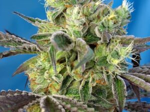 Do-Sweet-Dos Fem 3+1 – Sweet Seeds