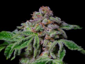 Sour Aloha x3 Fem – Pure Instinto