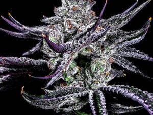 Lit Farms – Monica Lewinsky x5 Fem