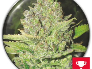 DEVIL FRUIT FEM X3+2 – MEDICAL SEEDS