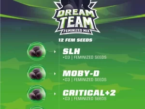 Dream Team Fem mix X12 – BSF