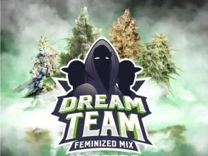 Dream Team Fem mix X12 – BSF