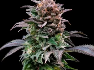 Gorilla Banana Fem X4 – BSF