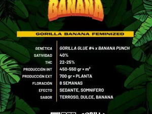 Gorilla Banana Fem – BSF