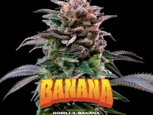 Gorilla Banana Fem X4 – BSF