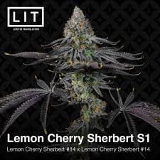 Lit Farms – Lemon Cherry Sherbet S1x6 Fem