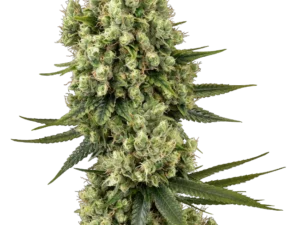 Silver Fire Fem 3Uds. – Sensi Seeds