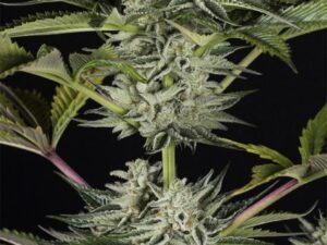 Ocean Grow Cookies X3 – Dinafem