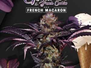 French Macaron – Gelato 33 X2 – TH Seeds