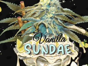 Vanilla Sundae X2 Fem – TH Seeds