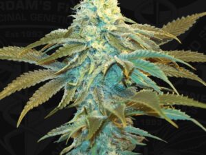 Vanilla Sundae X2 Fem – TH Seeds