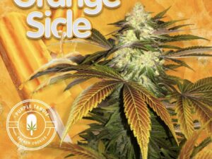 Orangesicle X2 – TH Seeds