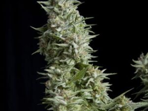 Alpujarreña Fem X3+1 – Pyramid Seeds