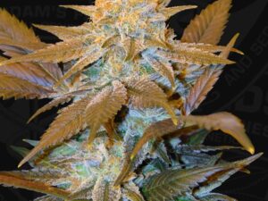 Critical HOG X2 Fem – TH Seeds