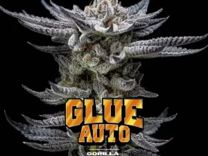 Gorilla Glue Auto X12 – BSF