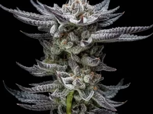 Gorilla Glue Auto X12 – BSF