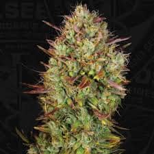 Auto MK-Ultra X2 – TH Seeds