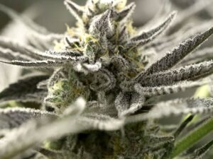 OGKZ Auto 3Uds. – Humboldt Seed