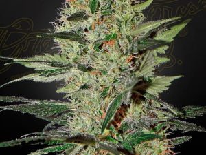 Exodus Cheese Auto X3 – Green House Seeds