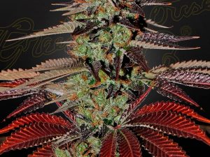 King’s Kush Auto X3 – Green House Seeds