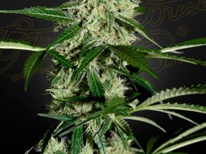 Northern Light Auto X3 – Green House Seeds