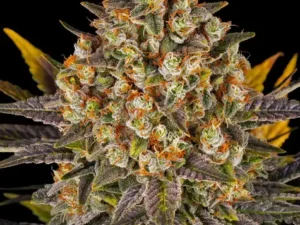 Banana Punch X3 Fem – Barney’s Farm