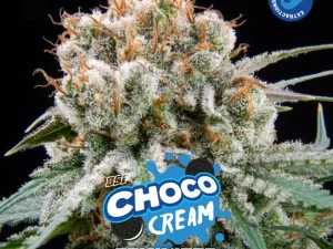 Choco Cream Fem – BSF